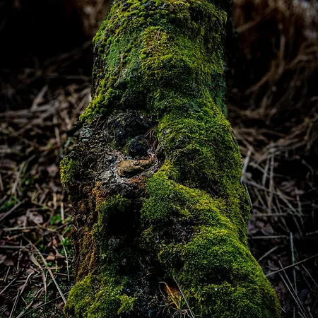 Terasy Mladi Machovo Jezero Lejlighed *